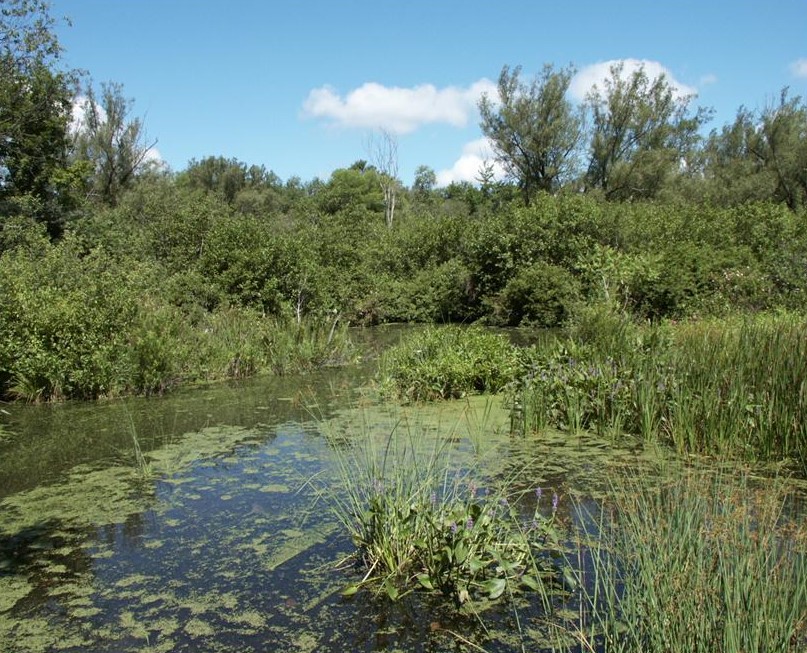 Wetland Setbacks - CRWP