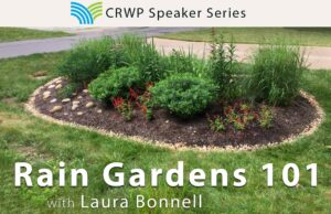 Laura – Rain Gardens_image