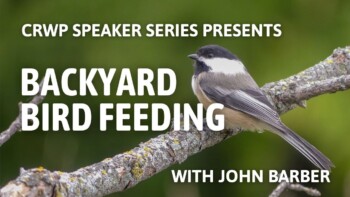 Backyard Bird Feeding Backyard Bird Feeding