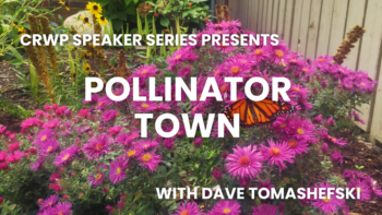 Pollinator Town Pollinator Town