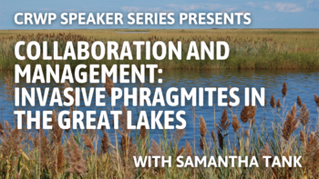 Collaboration and Management: Phragmites in the Great Lakes Collaboration and Management: Phragmites in the Great Lakes