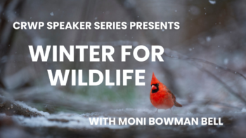 Winter for Wildlife Winter for Wildlife