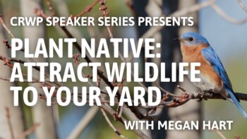 Plant Native: Attract Wildlife to Your Yard Plant Native: Attract Wildlife to Your Yard